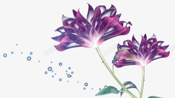 两朵紫色花png免抠素材_88icon https://88icon.com 叶子 梦幻 紫色 花朵 飘逸