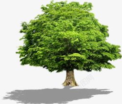 绿色朦胧树木植物素材