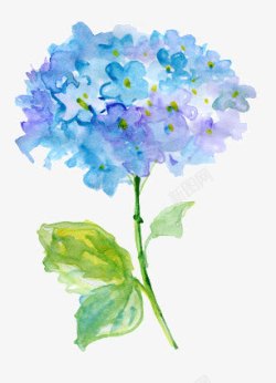 蓝色美丽绣球花素材
