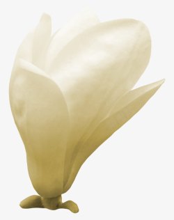 白色栀子花装饰花艺素材