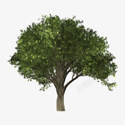 榆树小树大树素材