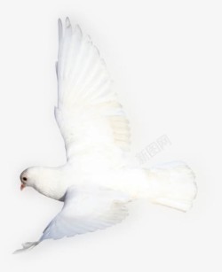 效果白色和平鸽摄影图素材