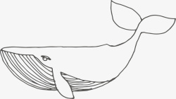 手绘鲸鱼素材