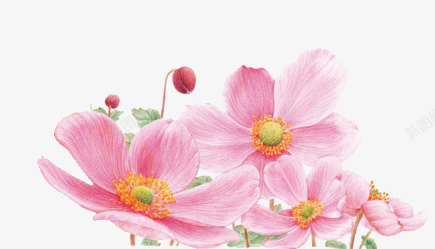 漂亮的粉色花朵png免抠素材_88icon https://88icon.com 免抠粉色花朵 漂亮的粉色花朵 粉色 花朵 鲜花拱门