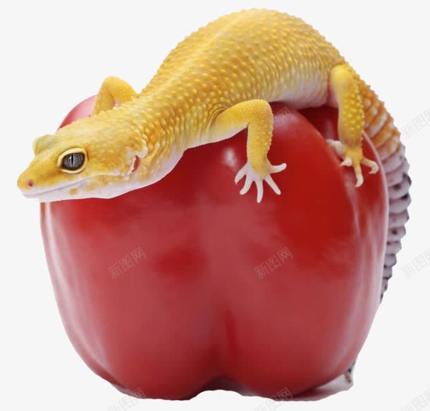 西红柿上的黄色蜥蜴png免抠素材_88icon https://88icon.com 动物 蜥蜴 西红柿 食物