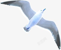 海鸥鸟白色素材