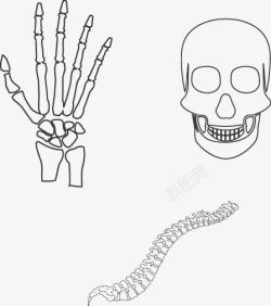 手绘骨骼素材