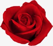 红色唯美浪漫花朵植物素材
