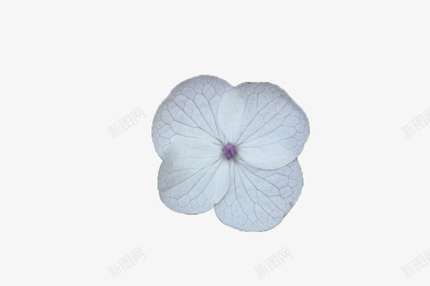 绣球花png免抠素材_88icon https://88icon.com 摄影图 白色 花卉