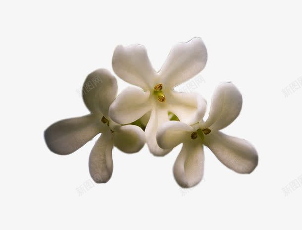 三朵桂花花瓣png免抠素材_88icon https://88icon.com 桂花 桂花花瓣 植物 白色花 花卉 花朵 花瓣