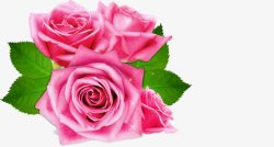 粉色玫瑰花情人节元素素材