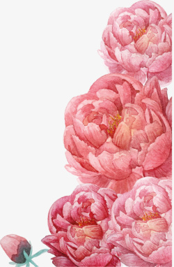 粉色水彩花卉素材