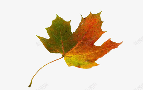 一片黄红相间的叶子png免抠素材_88icon https://88icon.com 叶子 秋天 红色 黄色