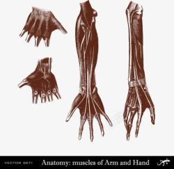 人体手臂和手肌肉骨骼分布素材
