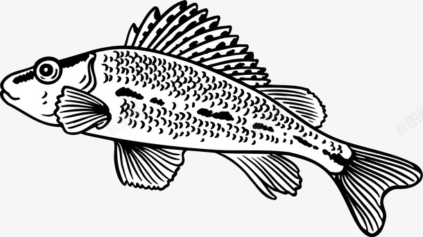 冰鲜鱼手绘鱼矢量图图标图标