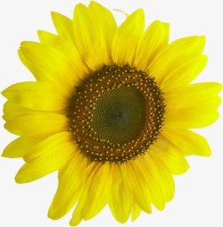 黄色夏日手绘花朵素材