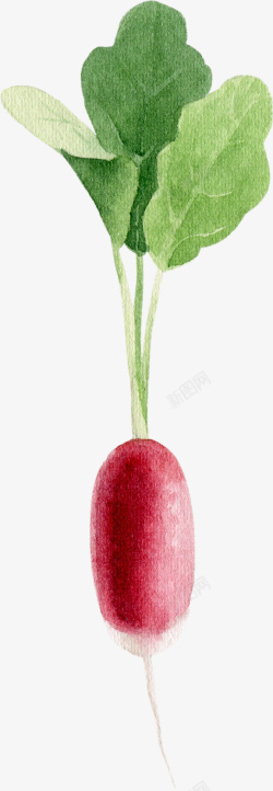 卡通手绘蔬菜装饰海报萝卜素材