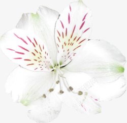白色花朵花蕊花瓣素材