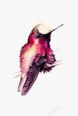 紫色的尖嘴鸟素材