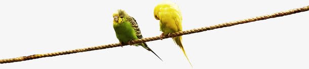 创意电线杆上面休息的鹦鹉png免抠素材_88icon https://88icon.com 上面 休息 创意 电线杆 鹦鹉