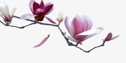 中国风水墨画花朵素材