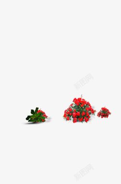 鲜花花簇红色庭院素材