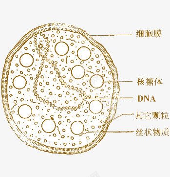 生物细胞分解png免抠素材_88icon https://88icon.com 分解 核糖体 生物 细胞