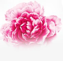 粉色古典水彩花朵素材