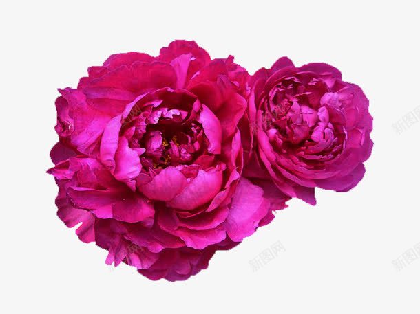紫红色花朵装饰png免抠素材_88icon https://88icon.com 图片 紫红色 花朵 装饰