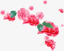粉色鲜花花朵康乃馨素材
