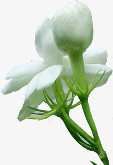 花卉png免抠素材_88icon https://88icon.com 花卉 花香 鲜花