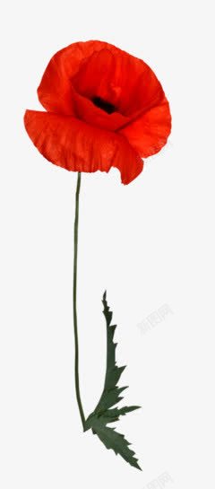 红色唯美花瓣花朵素材