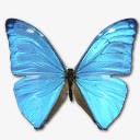 MorphoAdonisHuallegaTopIcopng免抠素材_88icon https://88icon.com adonis animal butterfly huallega morpho top 前 动物 大闪蝶 蝴蝶 阿多尼斯