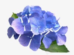 水彩蓝色花瓣素材