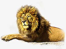 手绘森林动物狮子海报png免抠素材_88icon https://88icon.com 动物 森林 海报 狮子