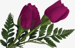 紫色浪漫玫瑰植物素材