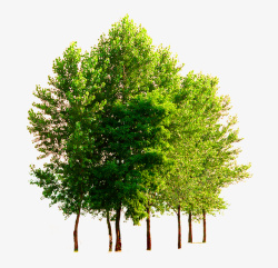 绿树树淘宝素材