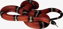 卷缩红棕色带花纹吐信蛇高清图片