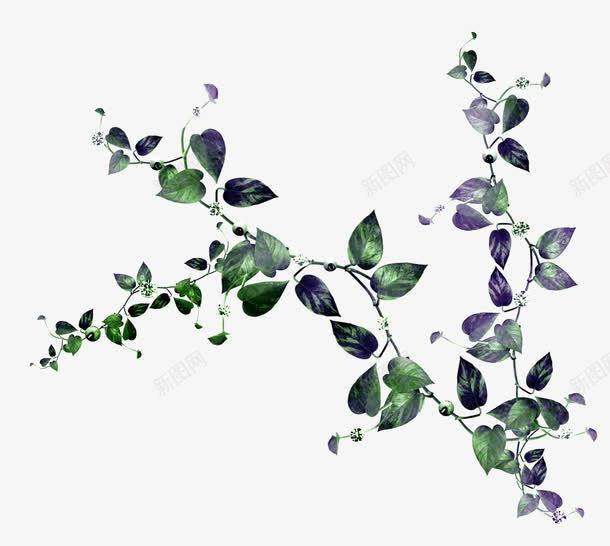 紫绿色藤曼装饰png免抠素材_88icon https://88icon.com 植物 藤曼 装饰