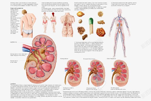 医疗广告png免抠素材_88icon https://88icon.com 人体 器官 生物技术 科学