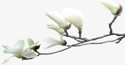 白色风景花朵树枝素材