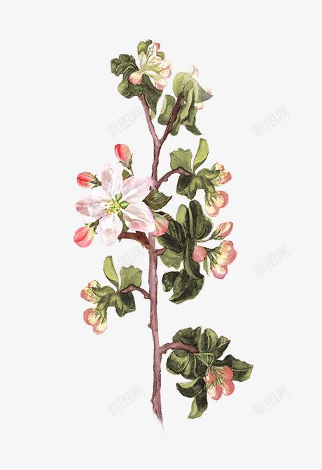 彩铅手绘漂亮花png免抠素材_88icon https://88icon.com 彩铅 手绘 漂亮 花