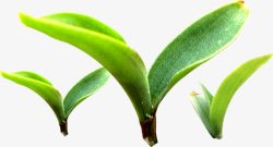 发芽植物绿色田园素材