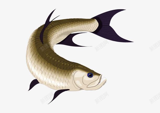 金龙鱼png免抠素材_88icon https://88icon.com 卡通 手绘 矢量鱼 金龙鱼 鱼 鱼类 鱼类PNG