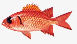 鱼虾红色鱼素材