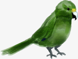 水彩动物绿色鹦鹉素材
