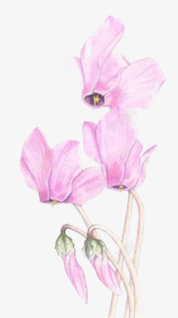 粉色水彩花朵素材