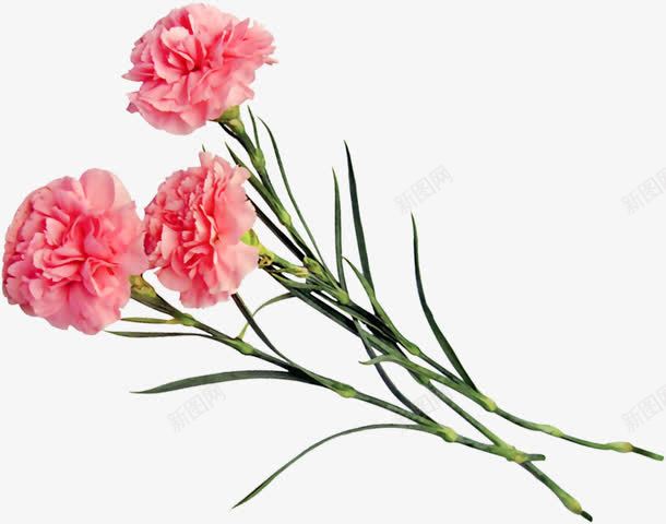 红色唯美花朵植物节日png免抠素材_88icon https://88icon.com 植物 红色 节日 花朵
