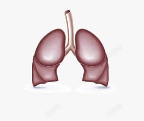 肺png免抠素材_88icon https://88icon.com 人体 器官 肺
