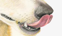 吐舌头的狗狗素材